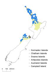 Blechnum fraseri distribution map based on databased records at AK, CHR & WELT.
 Image: K.Boardman © Landcare Research 2020 CC BY 4.0